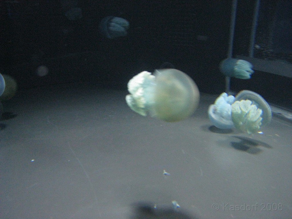 Baltimore MD 2009 0970.jpg - A 4th of July trip to Washington DC in 2009 included a stop in Baltimore MD to see the National Aquarium.